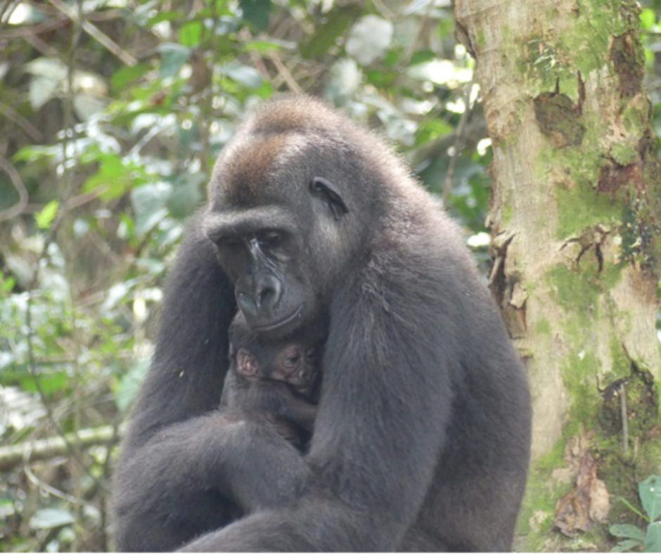 An Emblem of Hope: First ever wild gorilla born to captive-born rewilded parents is named Taàli